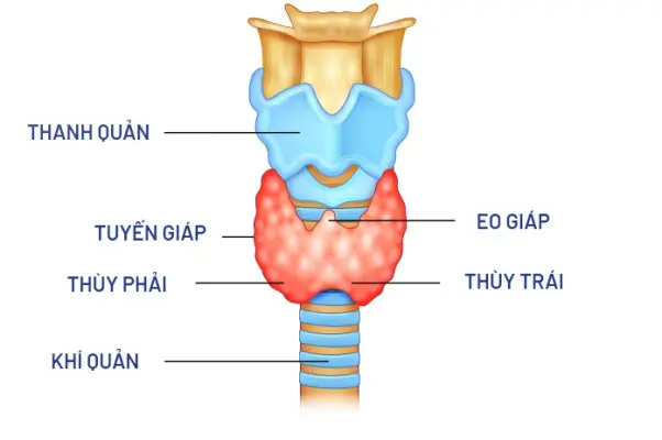 Cách nhận biết và điều trị các bệnh rối loạn tuyến giáp image 6