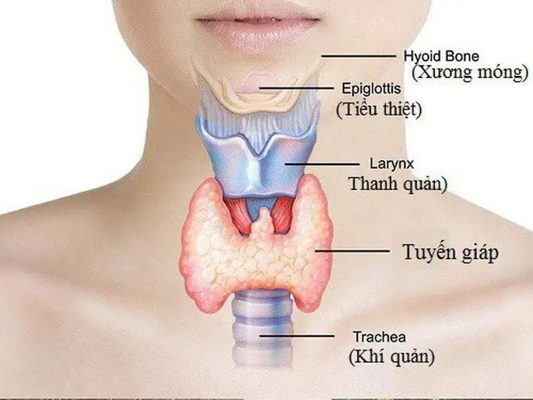 Xét nghiệm Hormone tuyến giáp - Nhận định đúng để phòng ngừa và điều trị hiệu quả image 2
